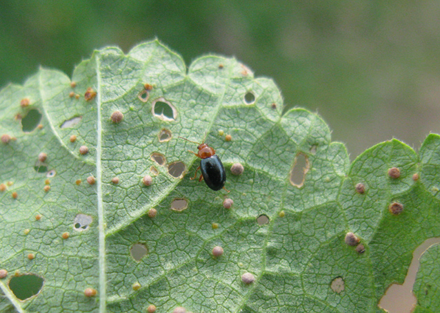 Crepidodera sp. (Chrysomelidae)